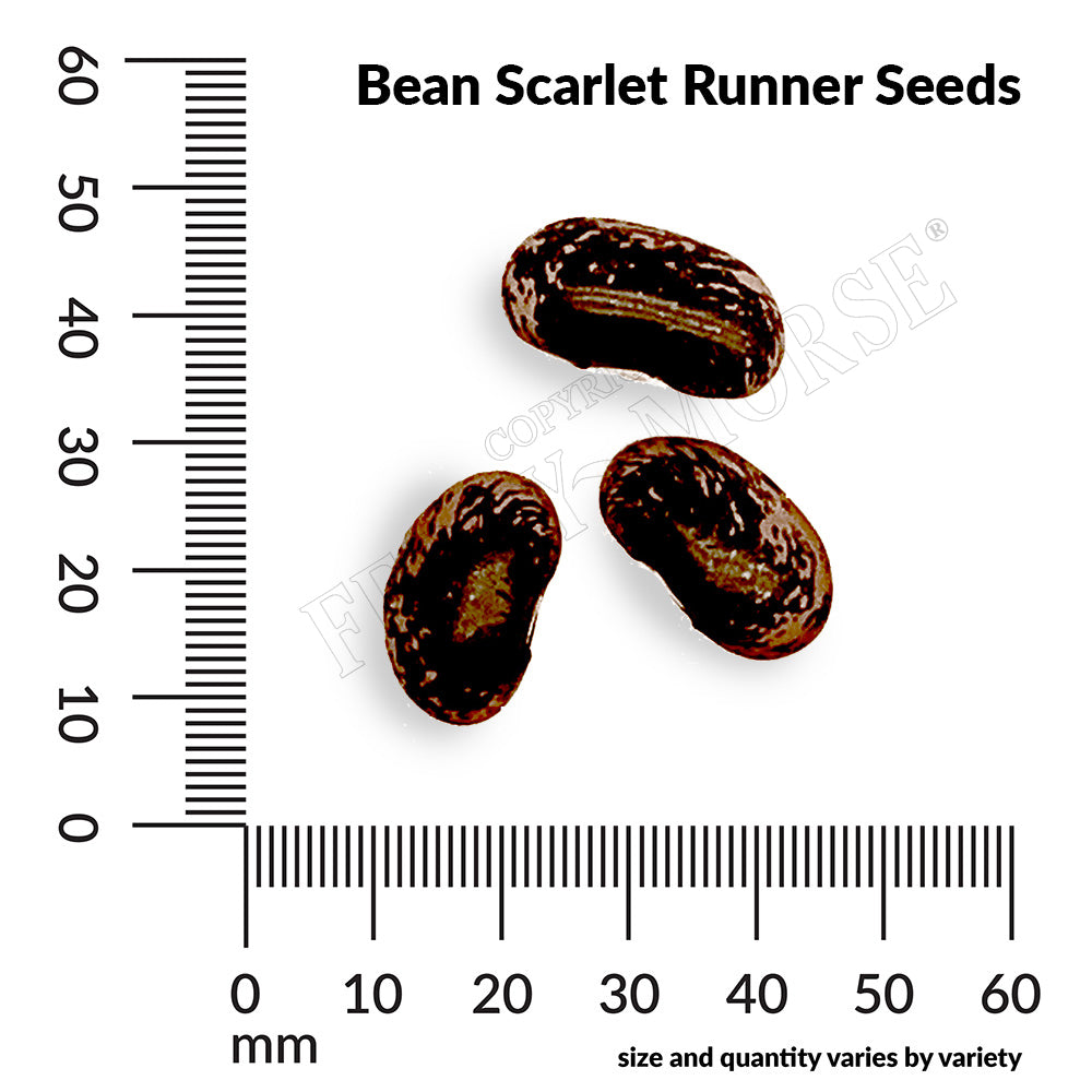 Scarlet Runner Bean seed spill and measurements